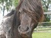 horse Murphy (Dt.Part-bred Shetland pony, 2009, from Moses van Dyck)