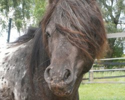 Dressurpferd Murphy (Dt.Part-bred Shetland Pony, 2009, von Moses van Dyck)