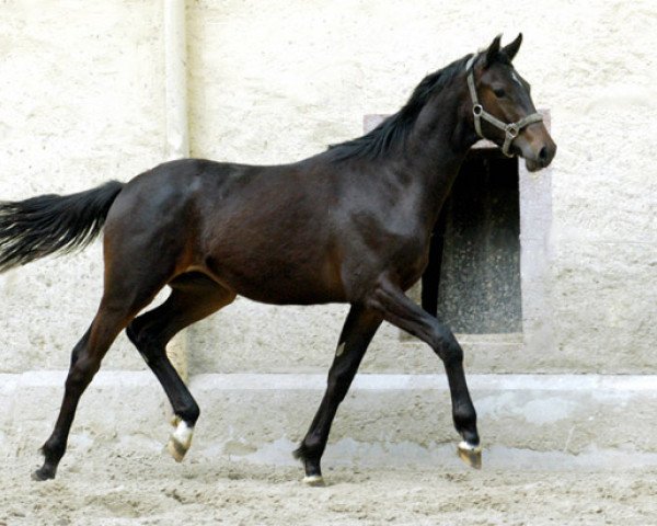 horse Sir Moon (Trakehner, 2009, from Symont)