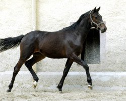 horse Sir Moon (Trakehner, 2009, from Symont)