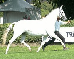 broodmare Syvari (Trakehner, 1992, from Kostolany)