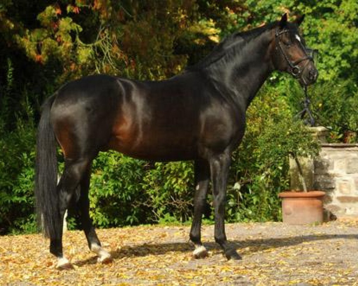 Deckhengst Symont (Trakehner, 2005, von Monteverdi)