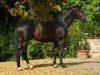 stallion Symont (Trakehner, 2005, from Monteverdi)