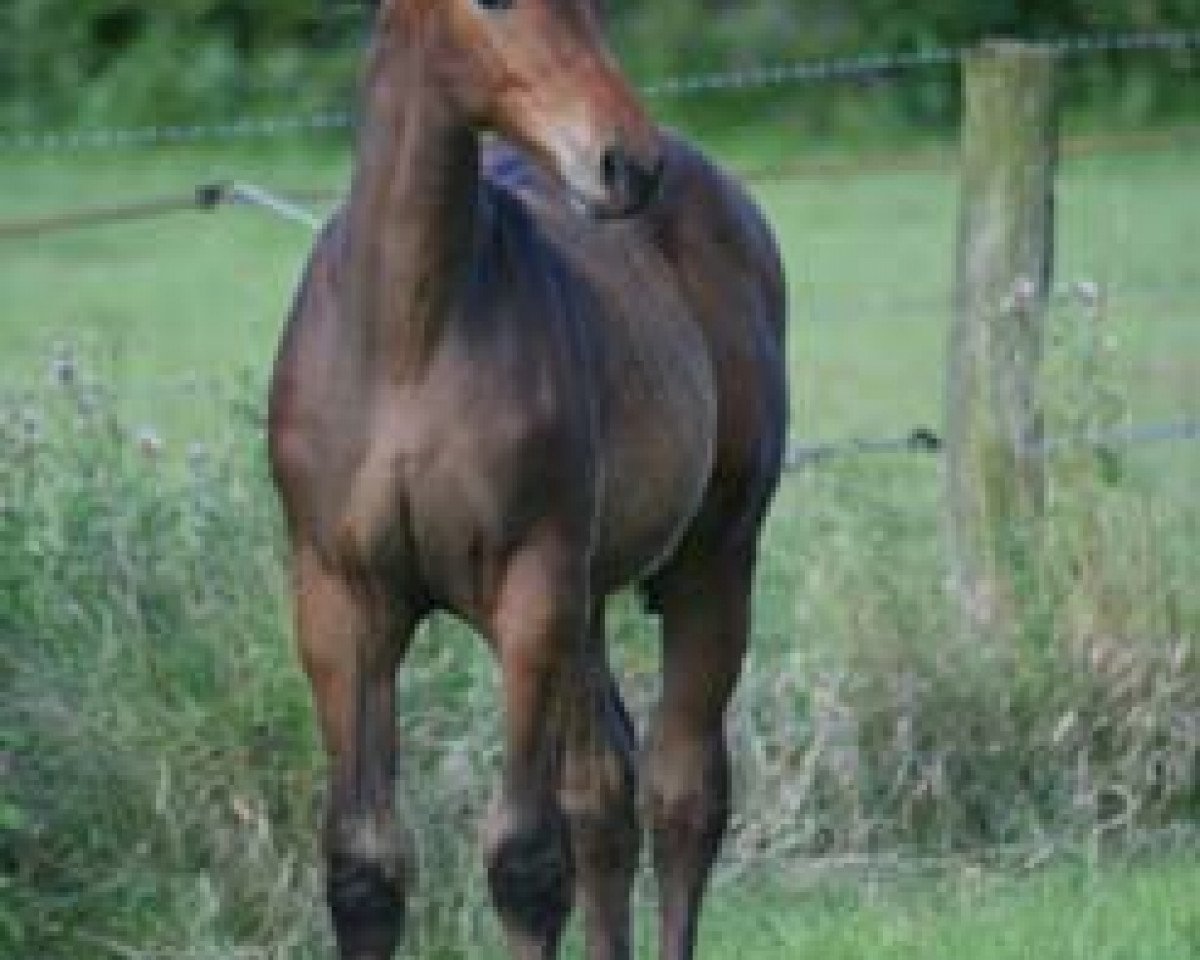 Dressurpferd Sunny (Westfale, 2007, von Show Star)