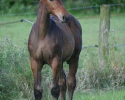 dressage horse Sunny (Westphalian, 2007, from Show Star)