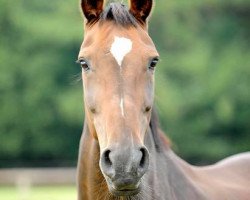 broodmare Grannuschka (Oldenburg, 1991, from Grannus)