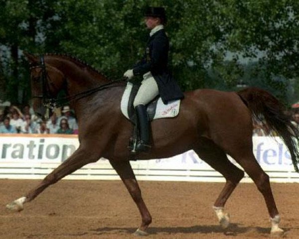 dressage horse Gigolo FRH (Hanoverian, 1983, from Graditz)