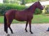 jumper Brandol (Oldenburg show jumper, 2009, from Monte Bellini)