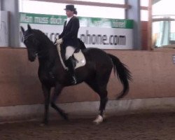 dressage horse Roxette 122 (Hessian Warmblood, 2002, from Rubioso N)