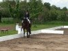 dressage horse Albus Dumbledore (Westphalian, 2004, from Danny de Vito 2)