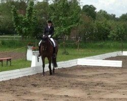 dressage horse Albus Dumbledore (Westphalian, 2004, from Danny de Vito 2)