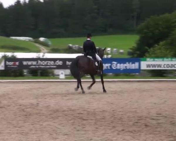 dressage horse Tennessee (Holsteiner, 2003, from Helenenhof's Carabas)