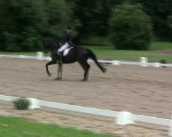 dressage horse Pretender 14 (Hanoverian, 2001, from Prince Thatch xx)