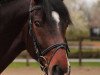 dressage horse San L'Amour (Oldenburg, 2008, from San Schufro)