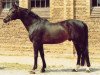stallion Hyllos (Trakehner, 1975, from Halali)