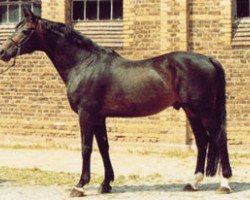 stallion Hyllos (Trakehner, 1975, from Halali)