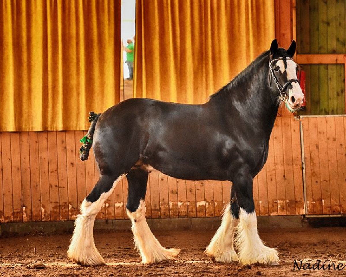 Deckhengst Lockley Drago (Shire, 2011, von Lockley Topsman)