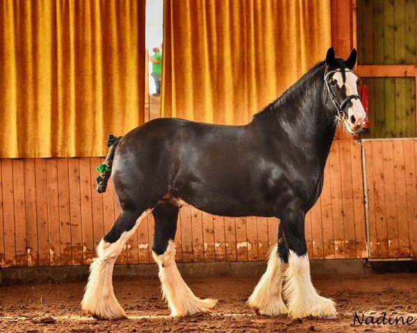 stallion Lockley Drago (Shire, 2011, from Lockley Topsman)