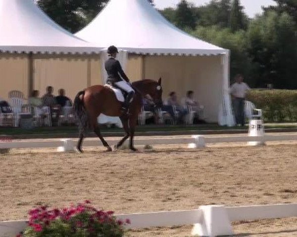 dressage horse Ricciano S (Westphalian, 2009, from Riccio)