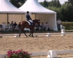 dressage horse Ricciano S (Westphalian, 2009, from Riccio)