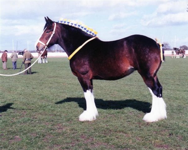 Zuchtstute Styal Miss Fashion (Shire, 2002, von Acle Merlyn)