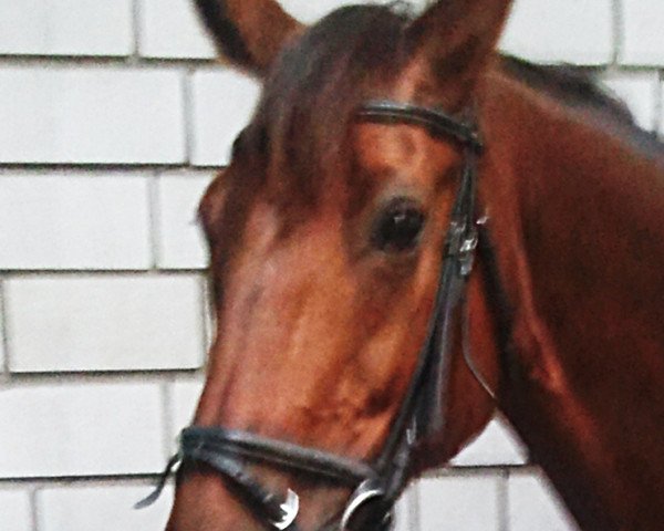 broodmare Emely (Westphalian, 1997, from Ehrentanz I)