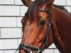 broodmare Emely (Westphalian, 1997, from Ehrentanz I)