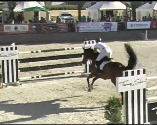 jumper Chellou (German Sport Horse, 2004, from Chello II)