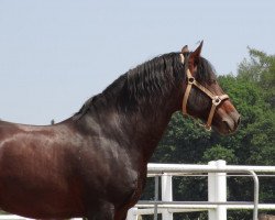 horse Felino XIII (Andalusians/horse of pure Spanish race, 2005, from Samaritano IX)