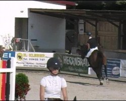 Springpferd Corofin 4 (Ungarisches Warmblut, 2005, von Corofino II)