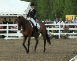 dressage horse Oma's Little Big (Norwegian Warmblood, 1995)