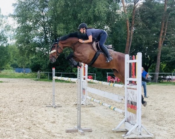 jumper Cool and Easy (Hanoverian, 2018, from Colman)