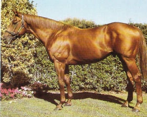 stallion Imposing xx (Thoroughbred, 1975, from Todman xx)