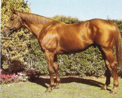 stallion Imposing xx (Thoroughbred, 1975, from Todman xx)