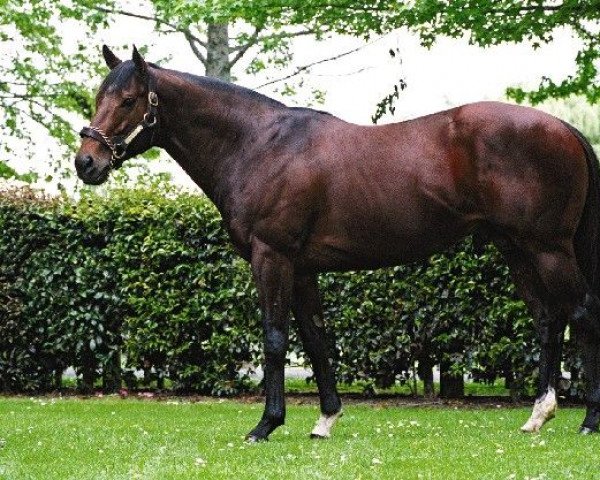 stallion Bertolini xx (Thoroughbred, 1996, from Danzig xx)