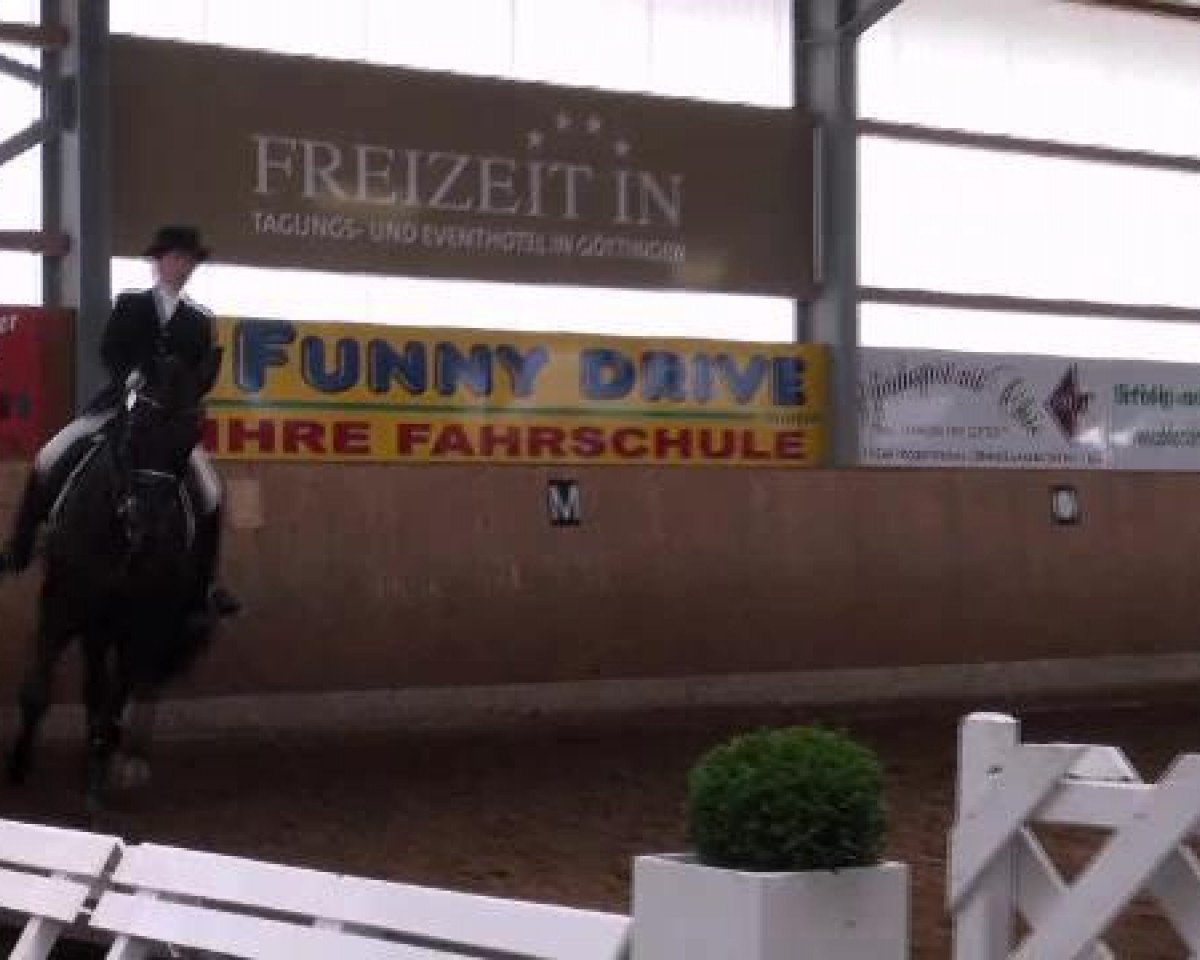 dressage horse Sando Khan 60 (Hanoverian, 2001, from Sandro Hit)