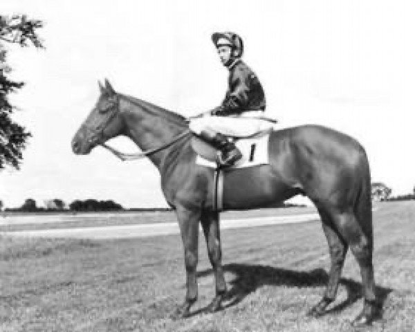 stallion Boucher xx (Thoroughbred, 1969, from Ribot xx)