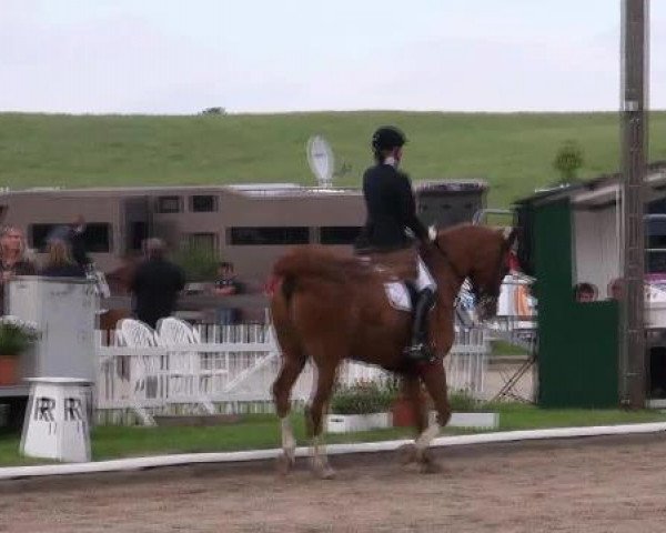 dressage horse Waikato 46 (Hanoverian, 2000, from Welser)