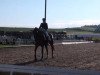 dressage horse Wonny (Hanoverian, 1997, from Wenzel I)