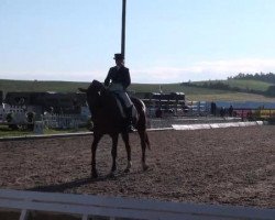 dressage horse Wonny (Hanoverian, 1997, from Wenzel I)