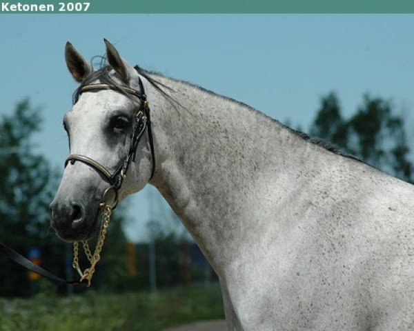 horse Maruf ox (Arabian, 1999, from Mobil ox)