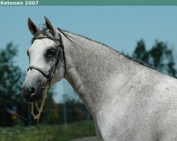 horse Maruf ox (Arabian, 1999, from Mobil ox STS)