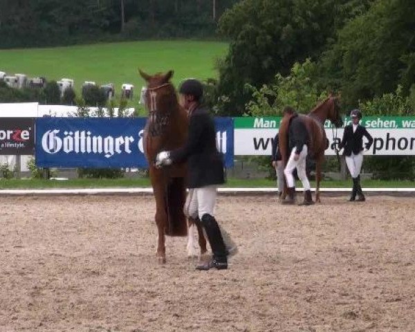 dressage horse Das Beste 2 (Hanoverian, 2008, from Don Frederico)