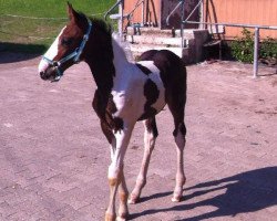 Springpferd Spirit of Santos (Zweibrücker, 2012, von Spirit of Colour)