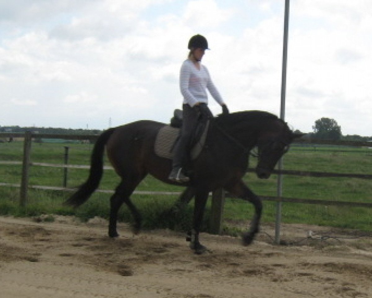 dressage horse Fiodora MR (Rhinelander, 2009, from Fürst Romancier)
