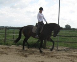 dressage horse Fiodora MR (Rhinelander, 2009, from Fürst Romancier)