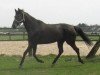 broodmare Le Fleur (Hanoverian, 2005, from Likoto xx)