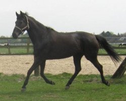 broodmare Le Fleur (Hanoverian, 2005, from Likoto xx)