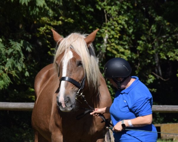 broodmare Holly vom Gorrhof (Palatine Ardennes Draft, 2011, from Janosch)