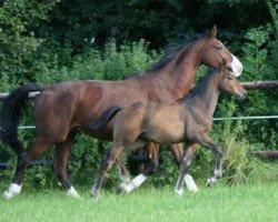 broodmare Pretty Darling (Westphalian, 1985, from Pilot)